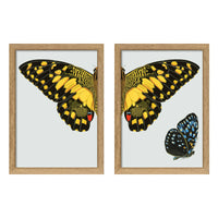 YELLOW DOTTED BUTTERFLY illustration